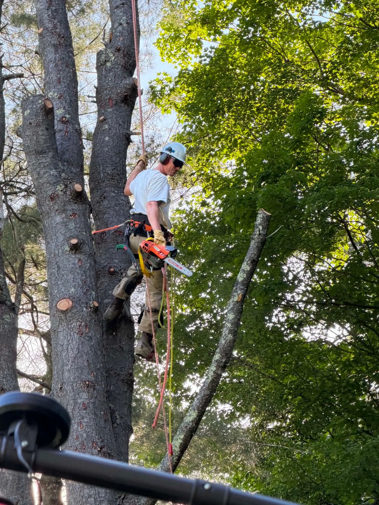 Beaver Tree Experts arborist climbing a tree with a chainsaw during a removal in Berkshire County, MA