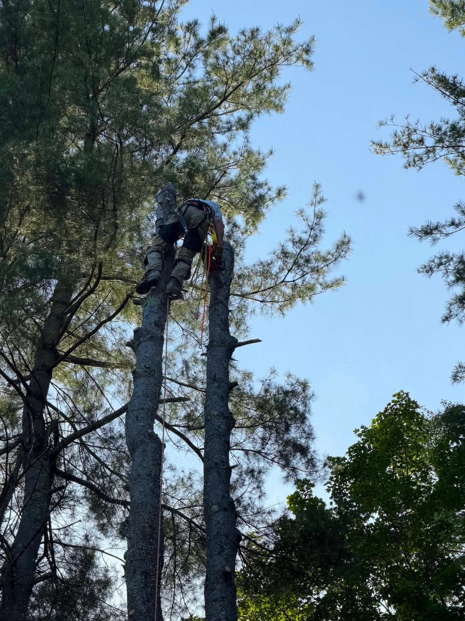Beaver Tree Experts arborist removing the top of a hazardous tall pine tree in Berkshire County