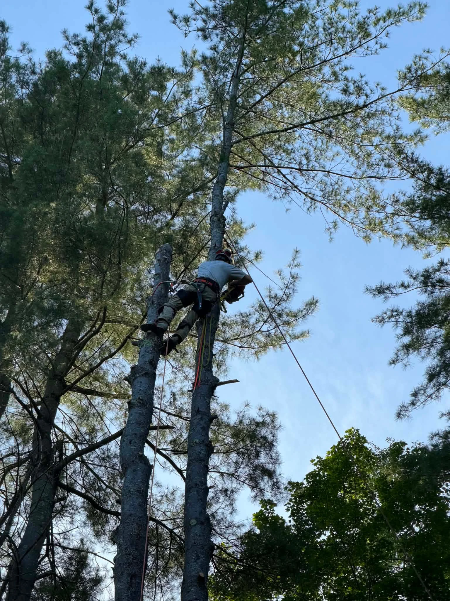 Beaver Tree Experts arborist climbing a tall pine tree on a removal job in Berkshire County, MA