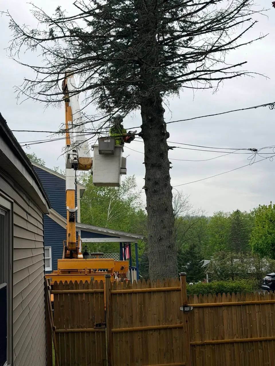 Large tree removal near fence in Berkshire County MA